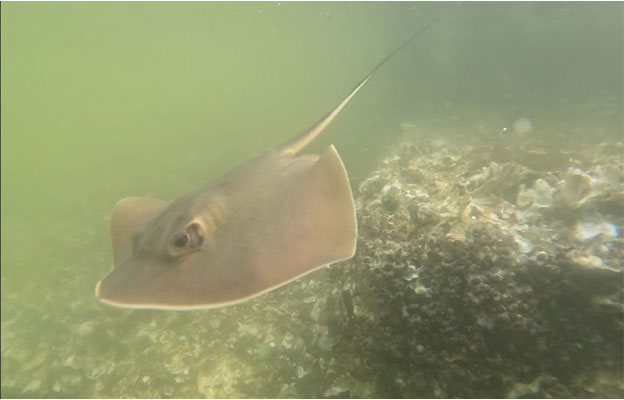 長崎大學在有明海發現新種赤魟，逾20年紮實研究完成分類修訂