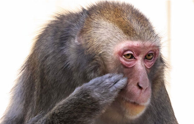 日本野生猴亦出現與人相似的花粉症