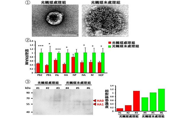 東京大學等成功利用光觸媒滅活高致病性禽流感病毒
