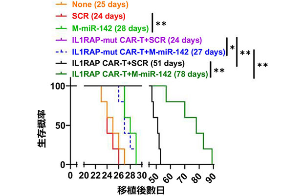 東海大學提出白血病CAR-T治療新策略，聯合microRNA同時增強治療效果與持久性