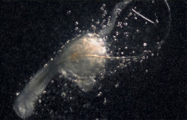 理研等發現生髮的「第三種細胞」，助力脫髮症新型療法