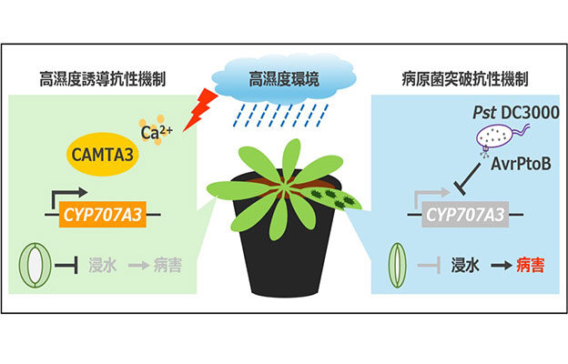 奈良先端科學技術大學院大學等發現植物也除濕，闡明高濕度環境下植物與病原菌的攻防機制