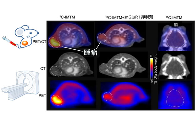 QST開發出兼具診斷與治療的藥劑，單次給藥即可對原發竈和轉移竈產生腫瘤抑制效果