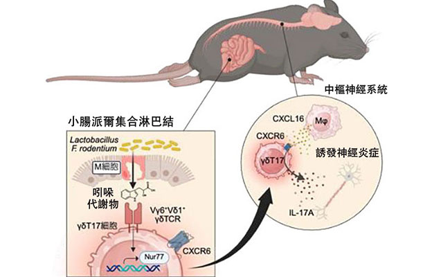 慶應義塾大學與福島大學等發現腸道細菌與大腦及神經疾病相關，派爾集合淋巴結的T細胞誘發腦脊髓炎