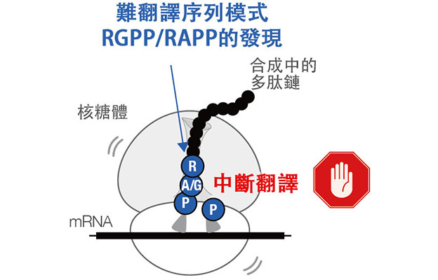 發現細菌共有合成困難氨基酸的「難翻譯序列」模式，或為未知生理功能