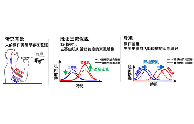 NTT全球首次闡明為何人的動作會做不到位的大腦機制