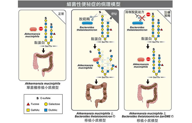 名古屋大學提出「細菌性便秘」新概念，兩種腸道細菌互利共生