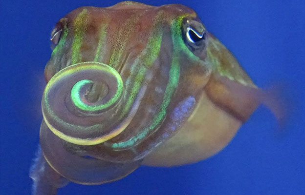 「和我交朋友吧？」——用偏光求偶的針烏賊