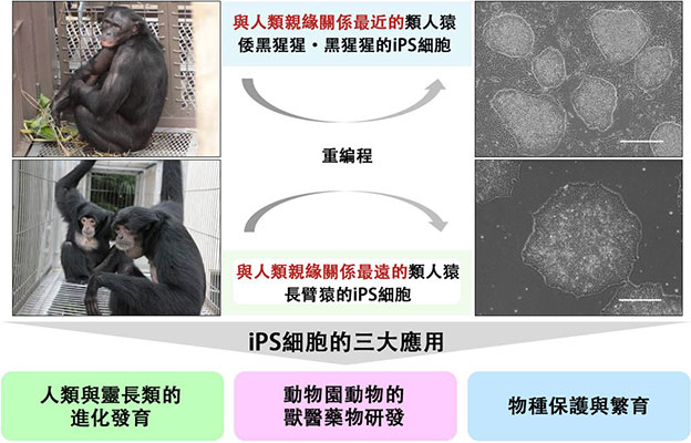 京都大學與廣島大學成功製備出倭黑猩猩和長臂猿的iPS細胞，誘導出「四肢的起源」細胞——旨在保護瀕危物種與生物多樣性