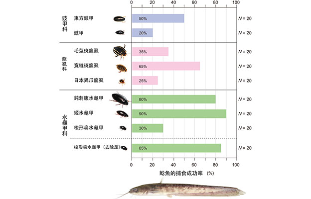 神戶大學發現小型水生昆蟲即便被鯰魚吞食亦可生還，會用腳在魚口中抵抗