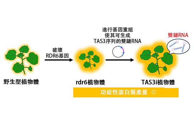 日本產綜研開發出可量產功能性蛋白質的植物