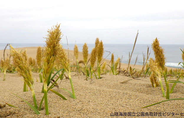 岐阜大學等從濱麥草中提取出可抑制難治性乳腺癌增殖的化合物