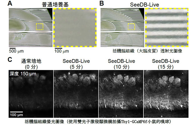 九州大學等實現活體小鼠大腦透明化，在維持正常功能的同時進行螢光觀察