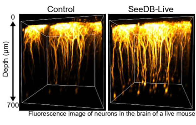 九州大學開發出可使活體組織透明化的試劑，防止光線折射和散射