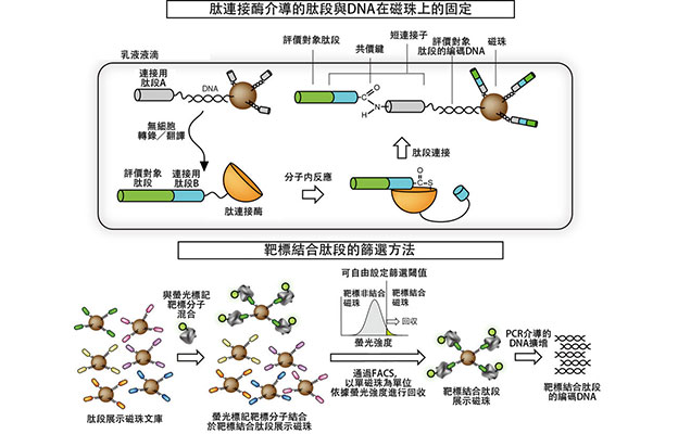 iCONM開發出無需細胞的藥物靶點篩選技術，定量性、靈活性與開發速度均大幅提升