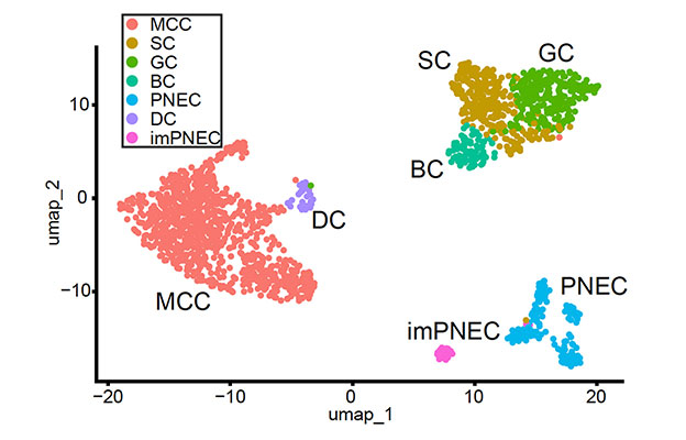 京都大學CiRA成功分化出多纖毛細胞分化的關鍵細胞「deuterosomal細胞」，採用人iPS細胞誘導