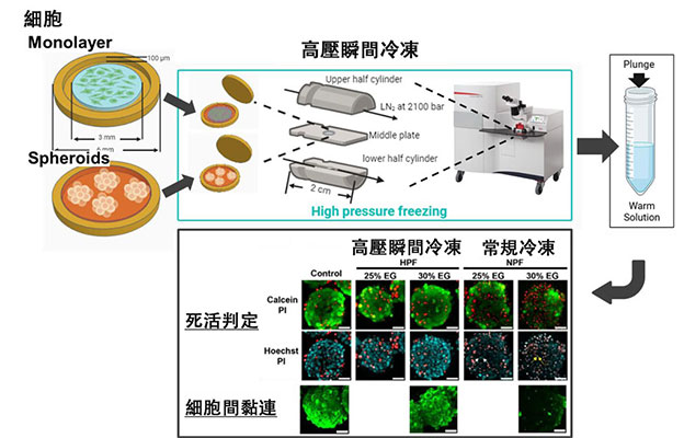 東大與理研開發出細胞與組織的高壓瞬間冷凍法，有望助力器官保存等再生醫療