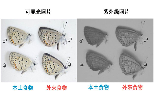 大阪公立大學與東京大學研究發現食用外來植物的蝴蝶會失去異性青睞，翅色變化對繁殖產生負面影響
