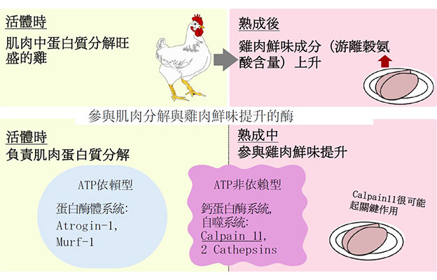 岡山大學等闡明肉類熟成過程中「鮮味形成的部分機制」