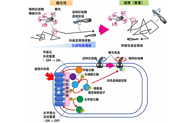 大阪大學成功實現單細胞同步觀測大腸桿菌的趨化行為與信號傳導