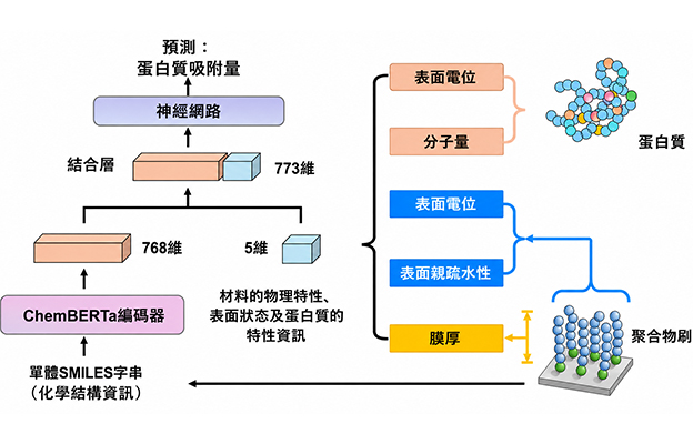 理研開發出預測聚合體表面蛋白質吸附量的新型AI，加速藥物和生物材料的開發
