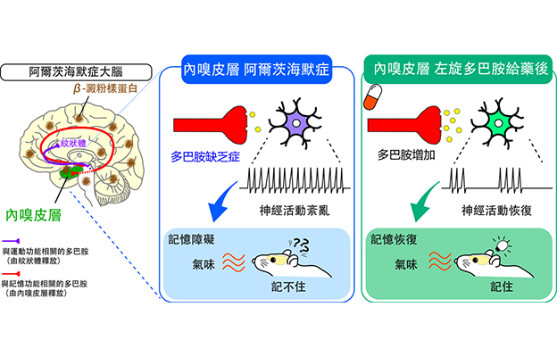 日本東北大學等發現：多巴胺不足引發阿茲海默症記憶障礙，有望利用多巴胺開發新療法