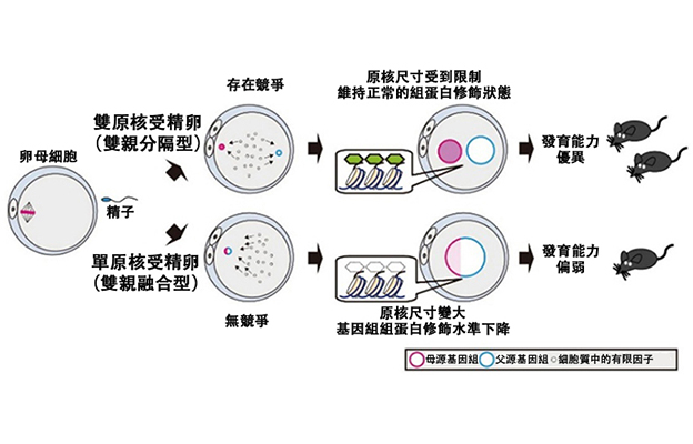 理研：生命的起源始於父母基因組的「分居」，父母基因組之間的競爭有助於受精卵的發育