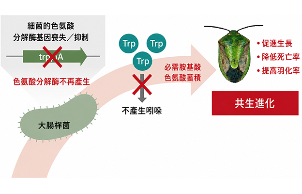 產綜研：僅僅一個基因決定的共生演化進程，支持蝽象生存的共生大腸桿菌代謝基礎