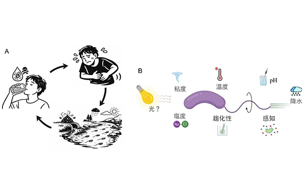 光照可加速霍亂弧菌的活動——琉球大學等全球首次闡明新型細菌能量調控途徑