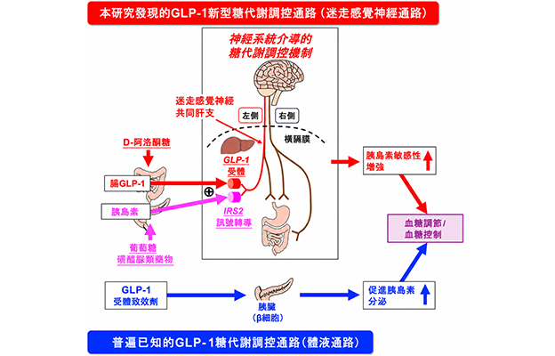 京都府立大學明確稀有糖D-阿洛酮醣提高胰島素敏感性改善高血糖的機制，有望開拓血糖新療法
