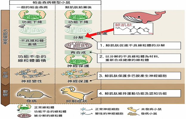 岩手大學發現：鬚鯨肉成分「鯨魚肌肽」可抑制神經變性，或成為預防巴金森氏症的新策略