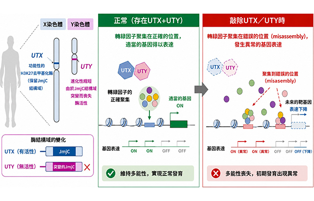 橫濱市立大學：Y染色體不會消失？發現支撐人類繁衍的新功能