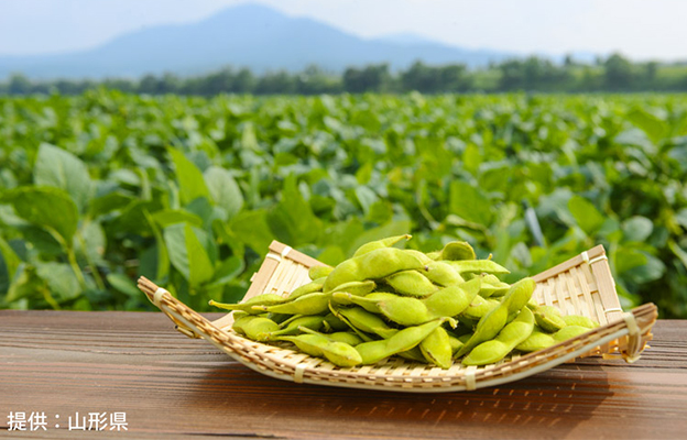 山形大學：「老爹豆」的美味，得益於促進開花與果實成熟的基因