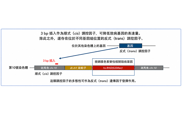 大阪大學等明確決定遺傳病嚴重程度的遺傳因子
