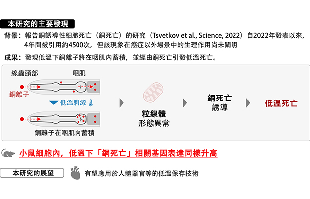 甲南大學發現銅離子蓄積引發細胞低溫死亡，有望用於器官低溫保存技術