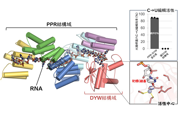 九州大學首次捕捉到植物RNA編輯酶的「工作狀態」，明確了「PPR-DYW蛋白質」的三維結構