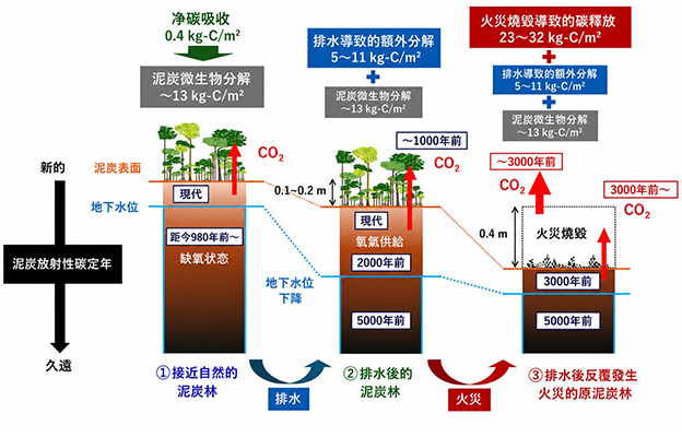日本原子能機構與京都大學等發現印度尼西副熱帶的泥炭地碳庫面臨崩潰危機