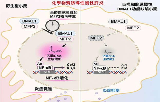 九州大學闡明生物鐘蛋白BMAL1促進發炎的新機制