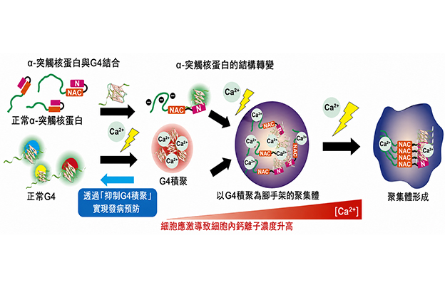 【JST事業成果】明確引發巴金森氏症的α-突觸核蛋白的聚集機制
