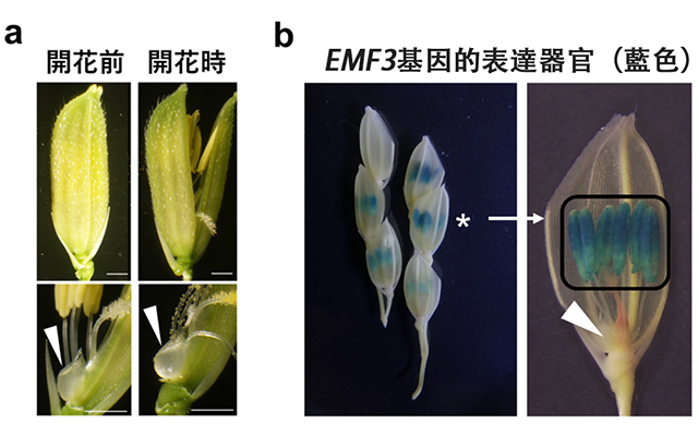 日本農研機構等發現控制水稻開花時間的基因，可緩解高溫不稔，助力水稻穩產