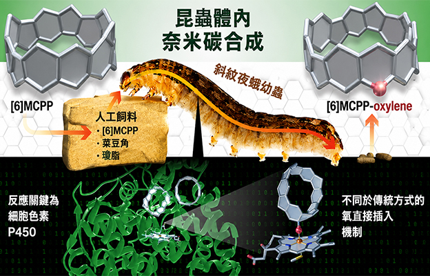 【JST事業成果】昆蟲「吃」出來的奈米碳：奈米碳合成的新方法