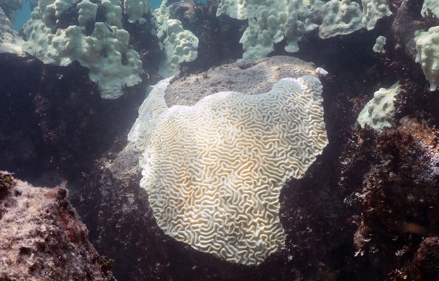 美國國家海洋和大氣管理局預測珊瑚白化暫時平息，但或因聖嬰再次發生