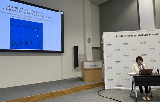 京都大學等發現大腦形成過程中神經細胞的DNA會發生損傷，若殘留或將引發腦功能衰退