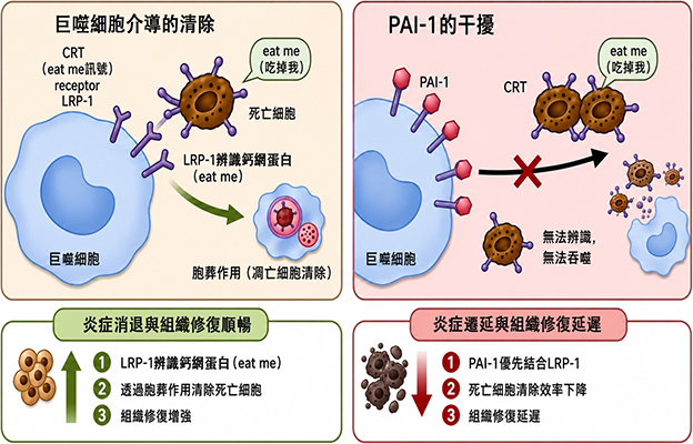 東海大與東北大闡明炎症遷延的生理機制， PAI-1抑制有望應用於炎症性疾病及組織再生治療