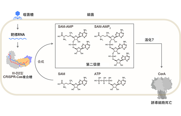 東京大學發現可誘導細胞死亡的新型信使物質