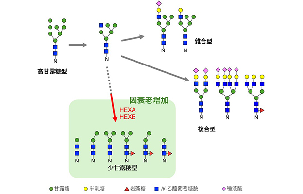 東京都健康長壽醫療中心跨器官揭示衰老過程中的糖鏈變化