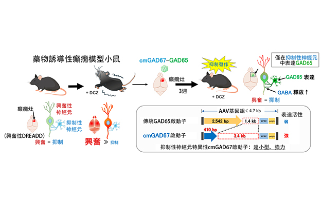 群馬大學開發針對難治性癲癇的新型基因療法，利用超小型GAD67啟動子抑制發作