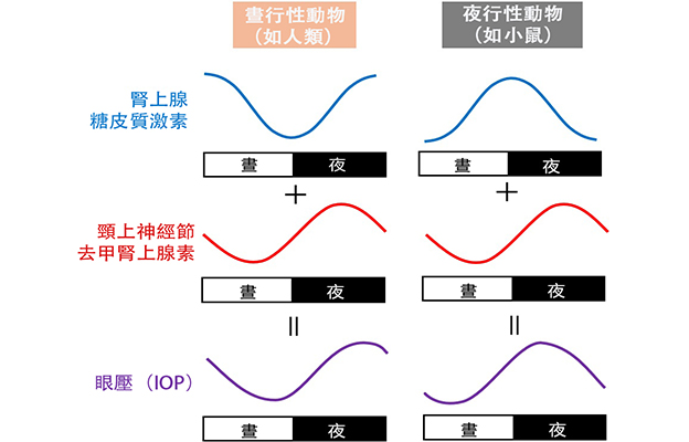 九州大學揭示夜間眼壓升高機制：兩種激素波動疊加所致