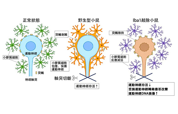 慶應義塾大學闡明腦內「游擊手」小膠質細胞包裹保護受損神經細胞的機制，有望用於開發阿茲海默症等疾病療法