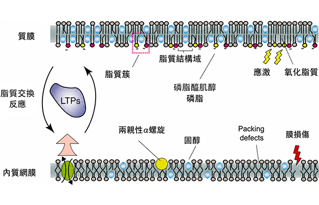 大阪大學開發出膜脂質視覺化工具，使脂質探針的高效開發成為可能